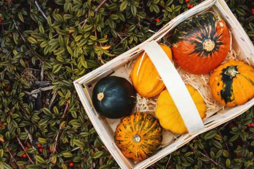 Autumn pumpkins in box on garden. Top view.