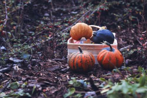 Autumn pumpkins in box on garden