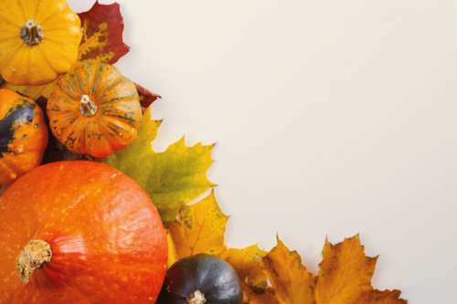 Pumpkins on white background with the autumn leaves