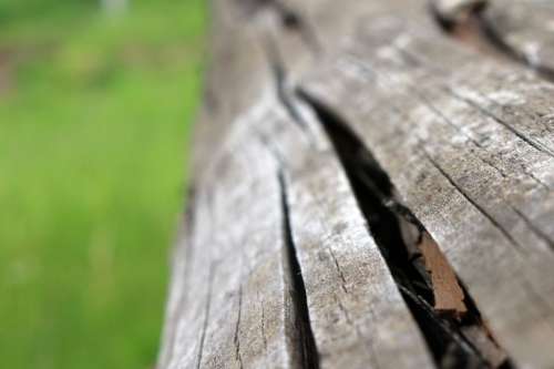 Detail of the wood in the nature