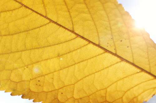Autumn, beautiful yellow leaf detail