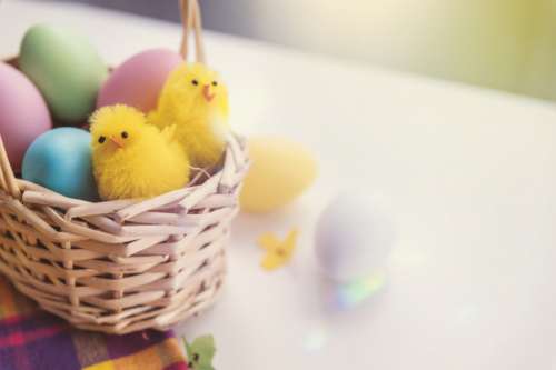 Happy Easter! Toy chicken and eggs in the basket