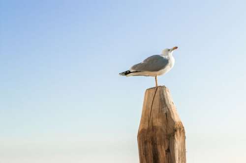 Seagull standing on wood with clear blue sky in the background
