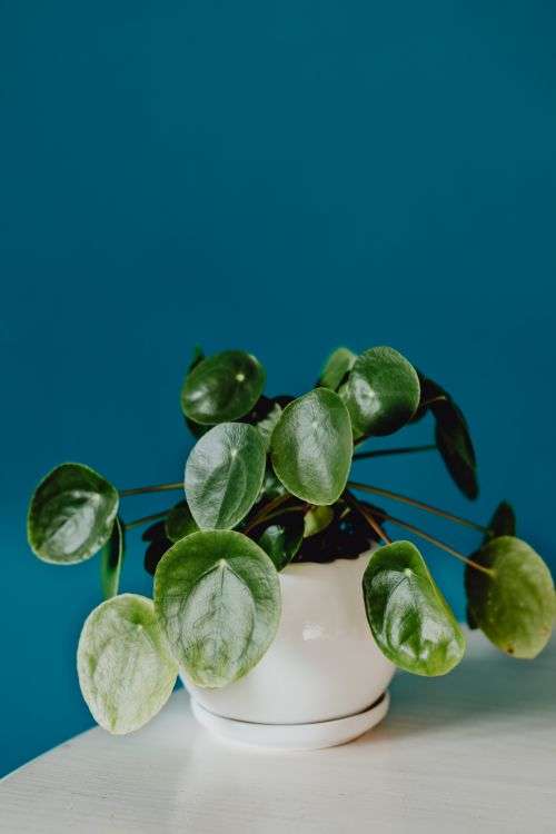 A small Pilea plant in a white pot