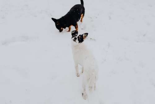 The white and black dog are playing in the garden on the snow