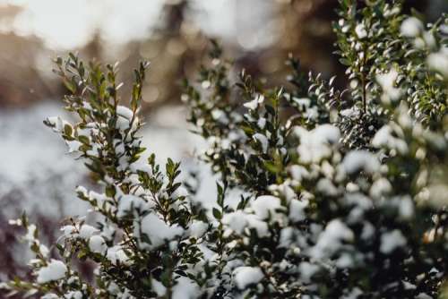 Boxwood covered with fresh snow