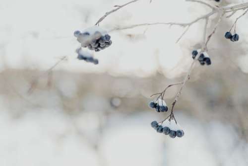 Chokeberry on the branch covered with snow