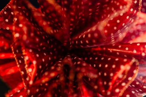 Close-up of the red tulle bow