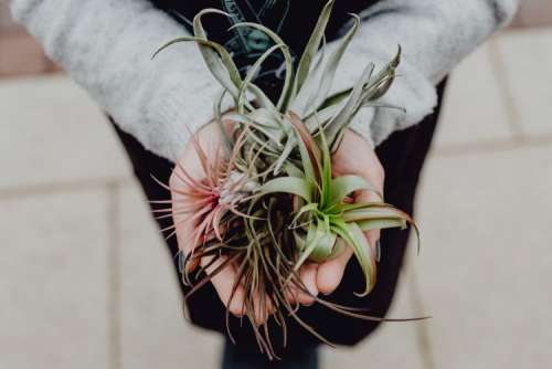 Different types of Air Plants in womens hands