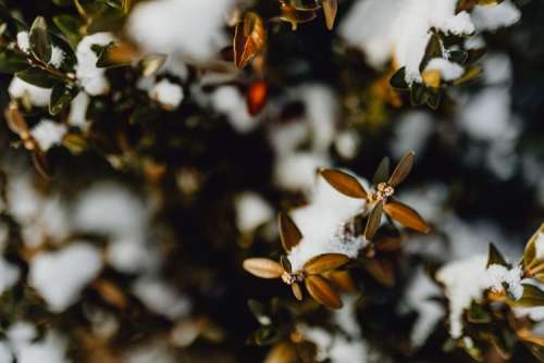 Boxwood covered with fresh snow