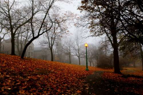Autumnal Park