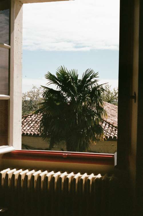 Palm and window