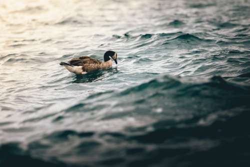 Lonely Duck