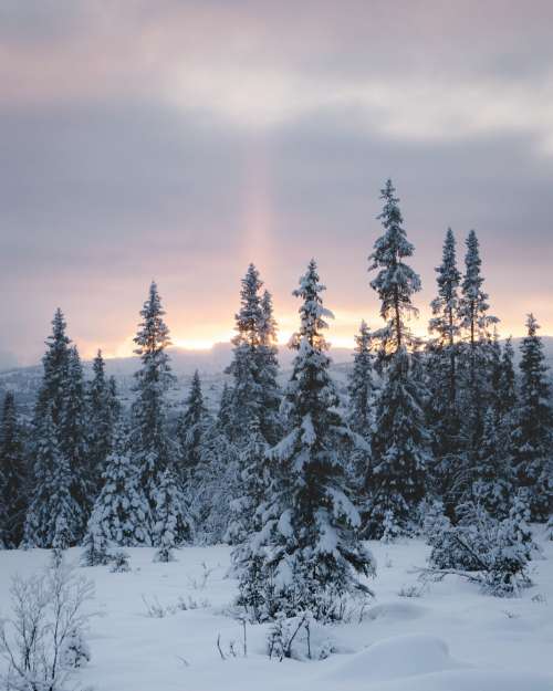 Frozen Forest
