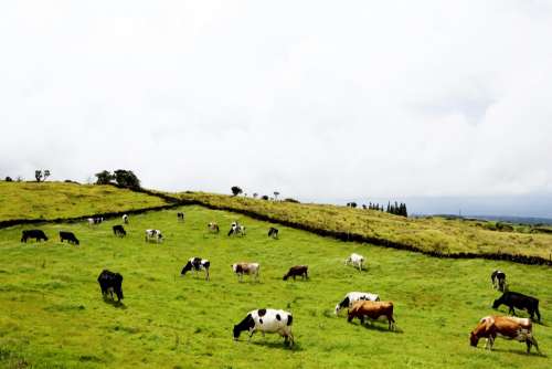 Field Of Cows