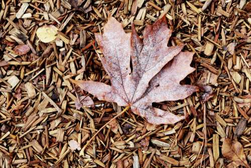 Leaf On Wood Carpet