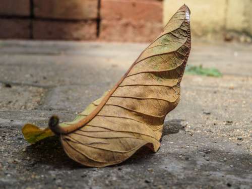 Fallen Leaf Details