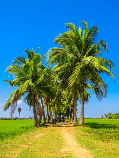 Palm Tree Road