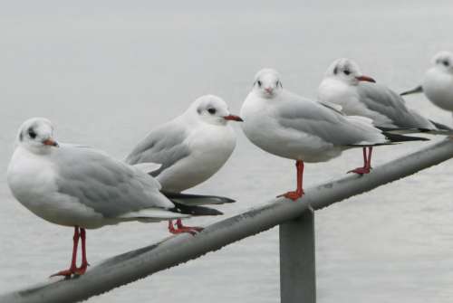 Seagulls Meeting