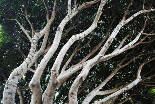 Entwined Trees