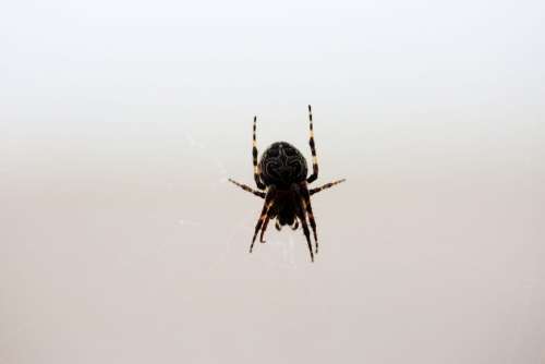 Spider Spins A Web