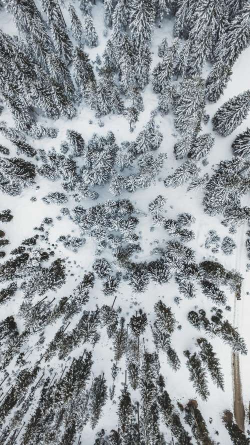 Snow covered forest from above in Austria