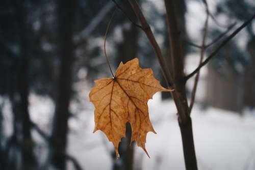 Cold Leaf