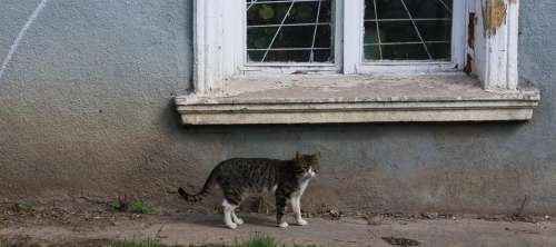 Cat of the Ukraine