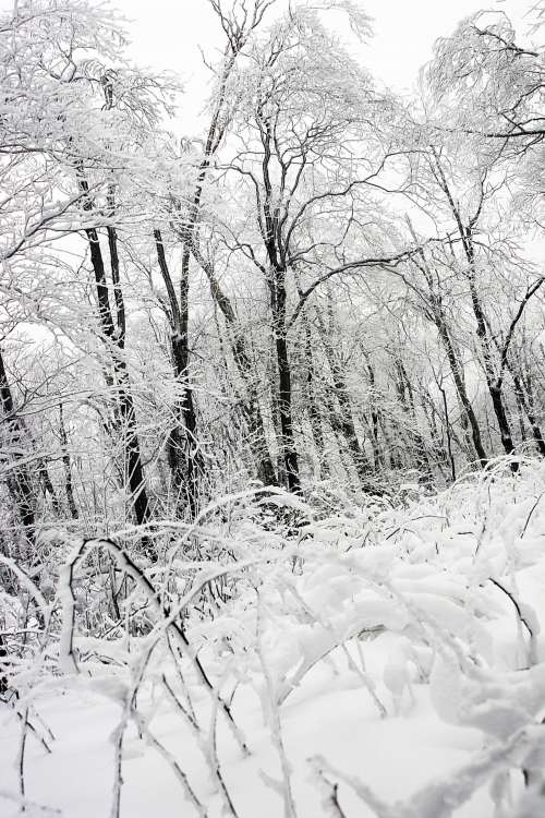 Frozen forest