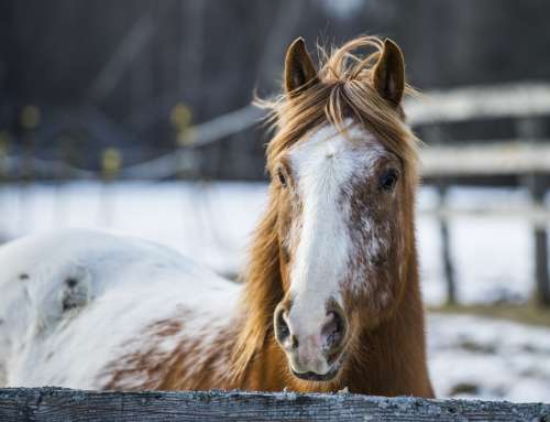 Horse portrait