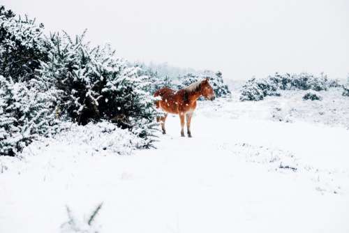 Small Horse In The Snow