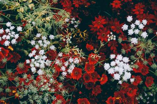 Flowers Mixture