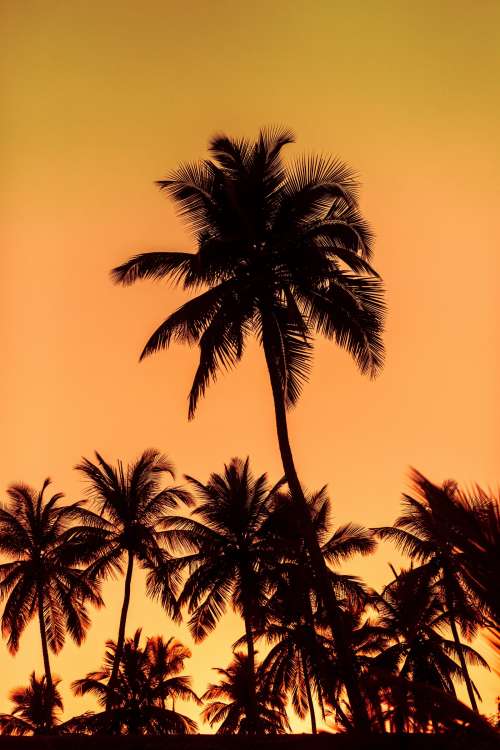 Sunset on the palms