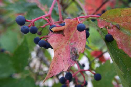 Berries on Virginia Creeper Vine