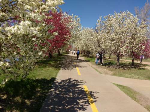 Blooming Crabapple Trees along South Platte Bike Path