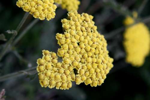 Blooming Golden Yarrow Plant