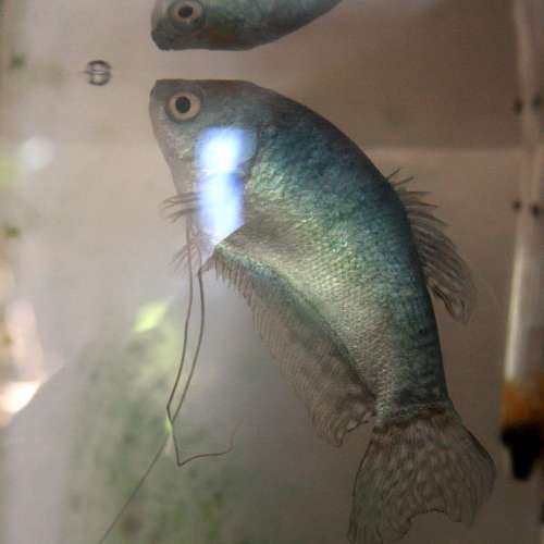 Blue Guorami Fish