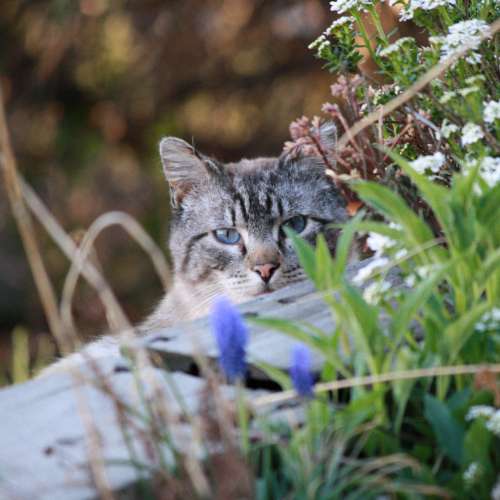 Cat Peeking through Flowers