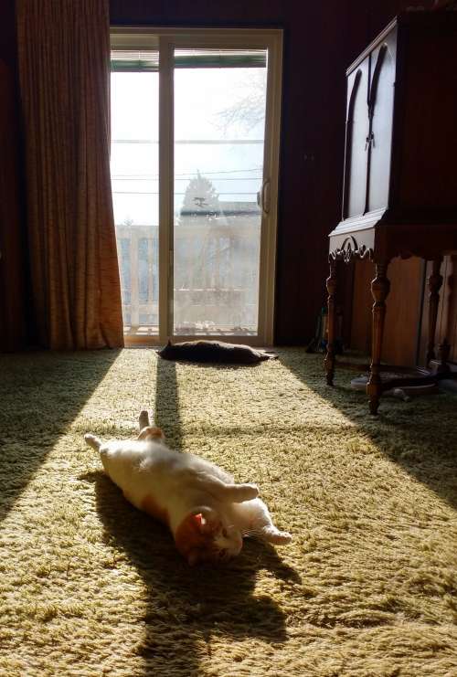 Cats Lounging in a Sunbeam