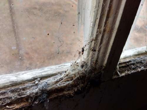 Cobwebs and Dead Insects on Window Sill