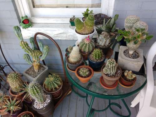 Collection of Cactus Plants
