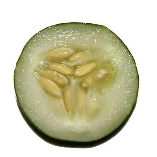 Cucumber Slice Close Up