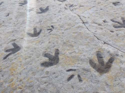 Dinosaur Footprints in Sandstone