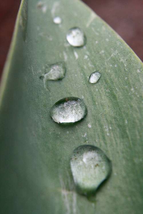 Drops of Water on Tulip Leaf