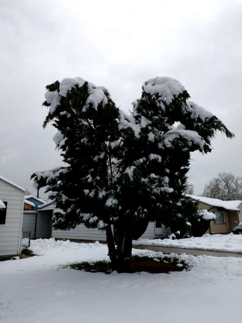 Evergreen Tree Weighed Down with Heavy Spring Snow