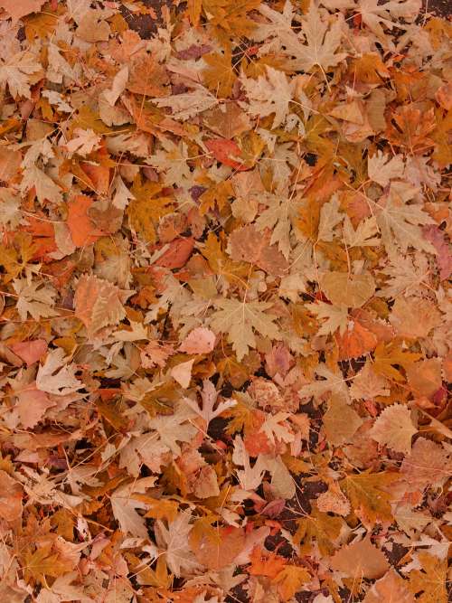 Fall Leaves on the Ground