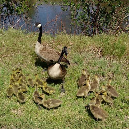 Geese with Lots of Goslings