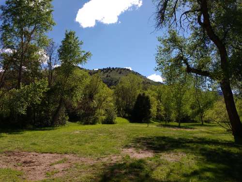 Grass and Trees with Hill in Background