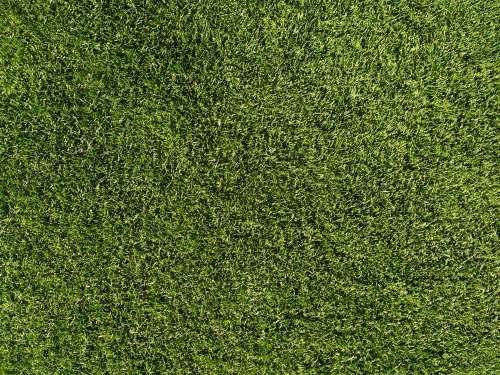 Grass Lawn Texture