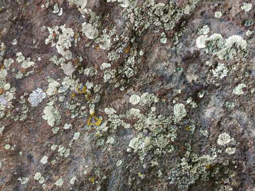 Green Lichen on Rock Surface